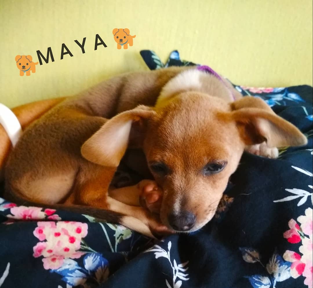 Inestrilla's tweet photo. @gudog Hace una semana adoptamos a Maya, dos meses, cruce de mini Pincher y mestiza, la alegría de la casa, tan chiquitita q toda su familia humana está pendiente de ella, y Ali 🐕, también adoptada de año y medio, no la deja sola, tal para cual 😍 #MestizoGudog https://t.co/sjtgyR30Mz