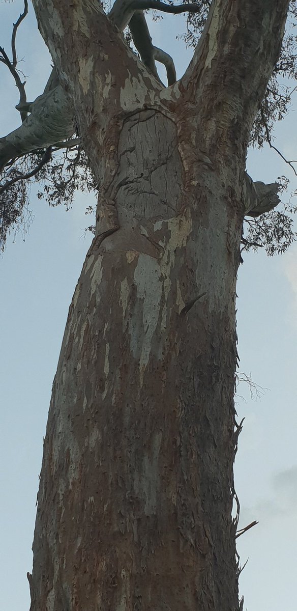 Hey #Wiradjuri folk, walking with a friend yesterday, we saw this scar tree (dbh almost 5m, wodonga). Scar was several metres up the tree, i love it's fishtail & am intrigued as to what it would have been. #Indigeonous #FirstPeoples