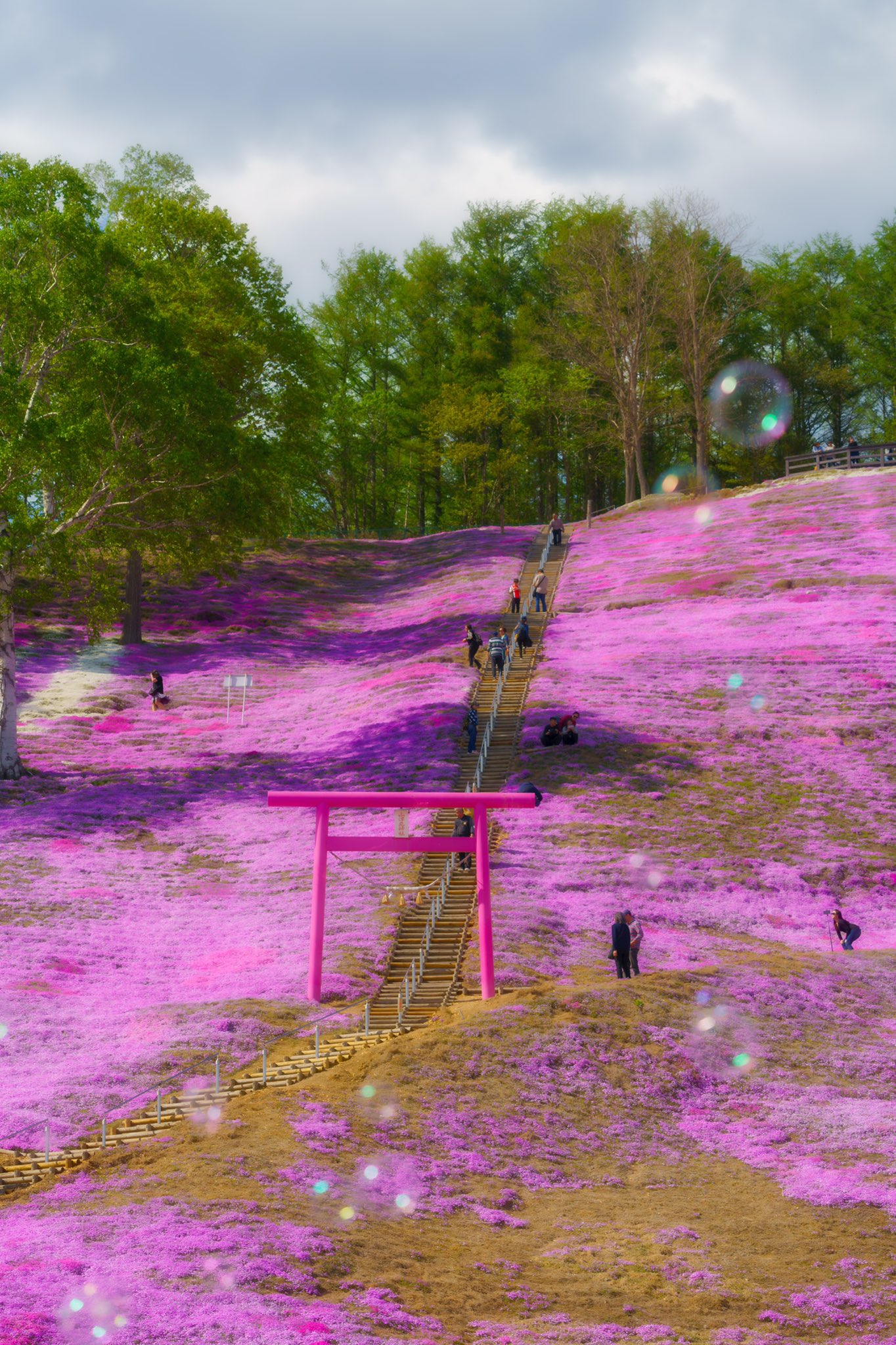 打矢晶一 Photography北海道くしろ ひがしもこと芝桜公園 では 入園料500円であたり一面の芝桜の景観を楽しむことができるんですよ 釧路 からクルマで約2時間 美幌峠 から約40分 川湯 からは約30分の距離感です 今日もご機嫌な一日を riii