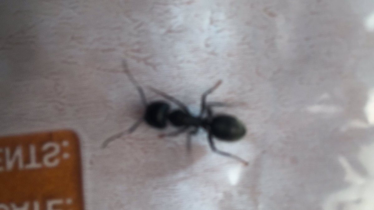 PaxSpray's tweet photo. @AntsCanada Hi bro can you please help me is this a queen? https://t.co/fx5UoicCKn