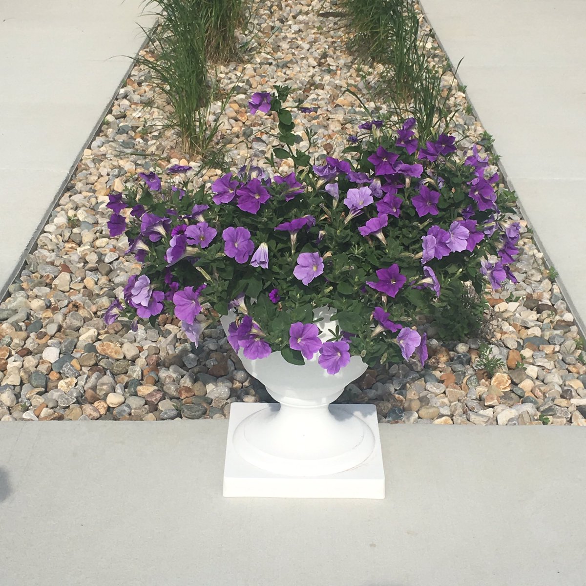PaddockSprings's tweet photo. Time to stop and smell the flowers! #campusincolor #trilogyliving #paddocksprings https://t.co/BN2C9qORCW
