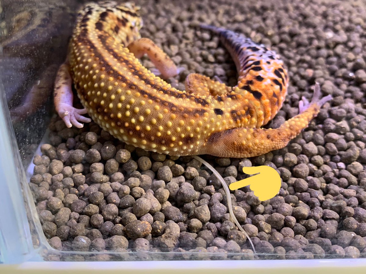 Re_Gomareo's tweet photo. 🦎ごまむぎ🦎くんに
へんな物が出てきた・・・

これなんでしょう？
もしわかるかたいましたら
教えてくださいm(_ _)m

動いてないから、寄生虫では
ないとは思うのですが・・・

なんなんでしょう？

#レオパ
#爬虫類好きと繋がりたい
#ヒョウモントカゲモドキ https://t.co/DzeJ7MFunj