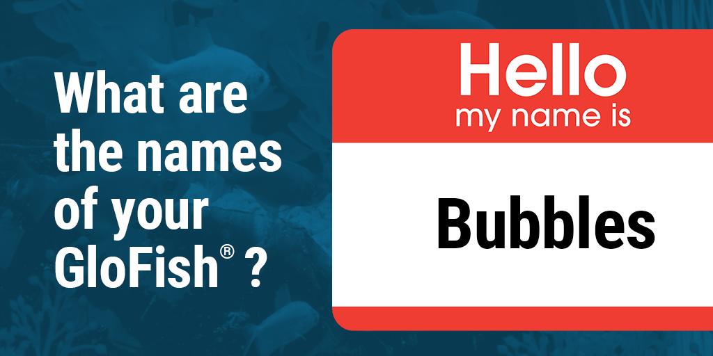 What are the names of your #glofish? #showusyouraquarium