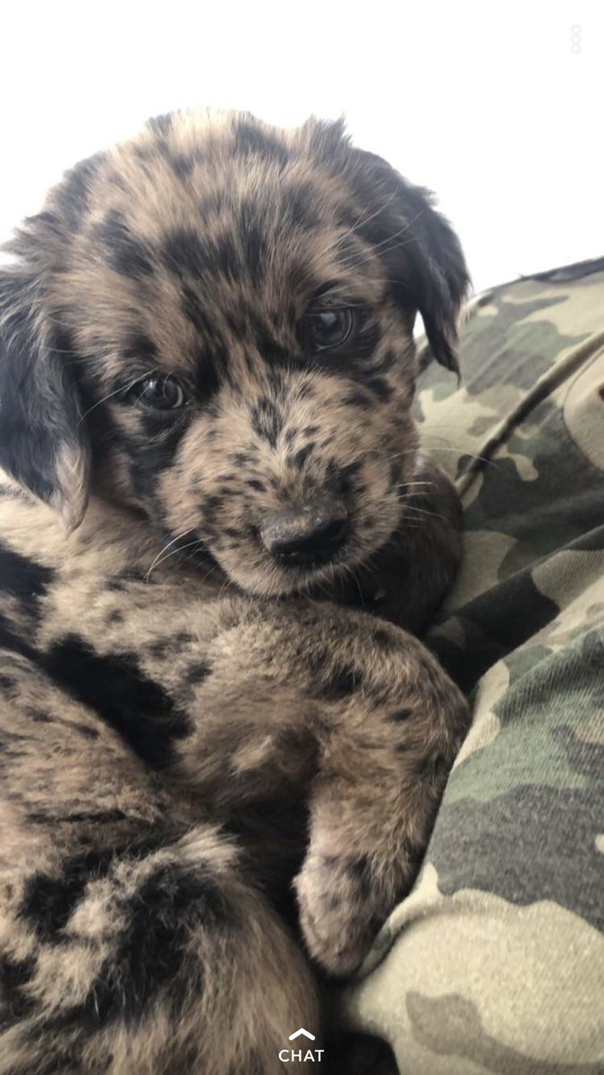 HaylieContreras's tweet photo. I get to meet my sweet baby boy tomorrow. I’m PUMPED 🐾🦴 #MrMowgli https://t.co/n4fXoSztP7