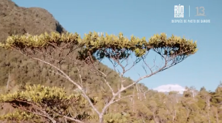 FundacionMERI's tweet photo. Otro de nuestros grandes objetos de conservación es el Ciprés de las Guatecas en la #ReservaElementalMelimoyu  Sigue la #ExpedicionBallena2019 en vivo por @Canal13 https://t.co/2BRf1ijOtY https://t.co/wuAu9JYFCB