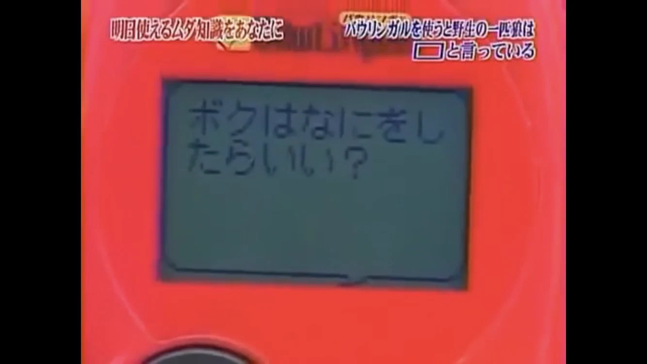 トリビアの泉！一匹狼がなんと言ってるかをバウリンガルで解析してみた！！！
