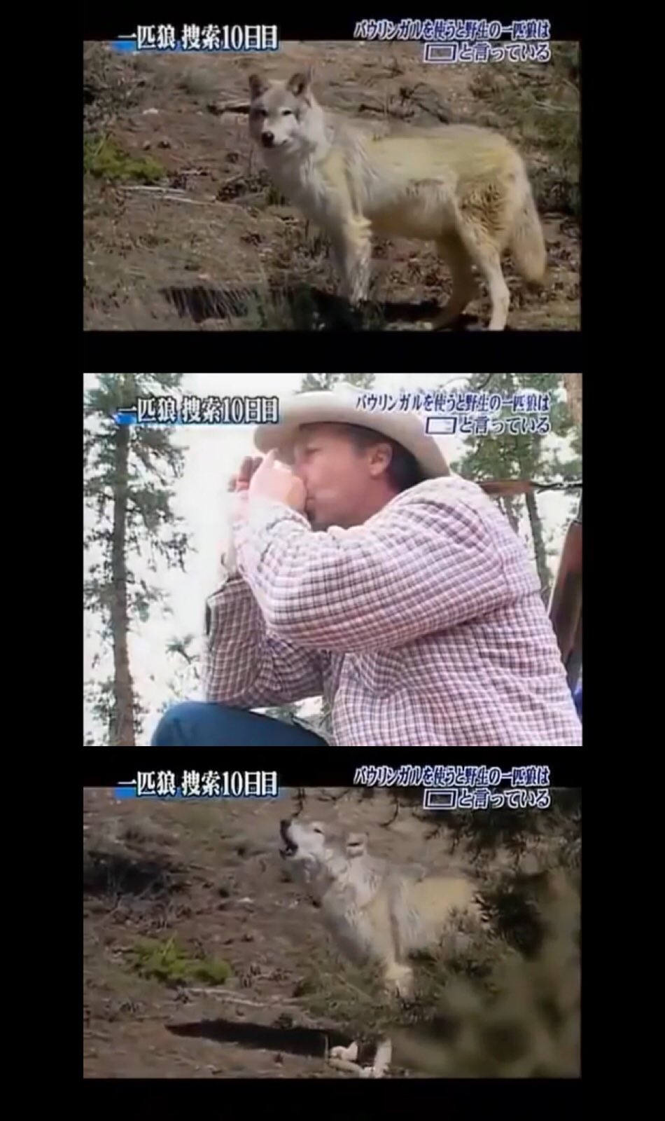 松吉 トリビアの泉で1番好きなのは野生の一匹狼の鳴き声をバウリンガルで翻訳するヤツなんだけど 地元の生物学者に狼の鳴き声を真似てもらってその返事みたいな鳴き声を解析した流れでvtrでは翻訳結果に笑い声のseが入ってたけど 私は一匹狼のその返事が