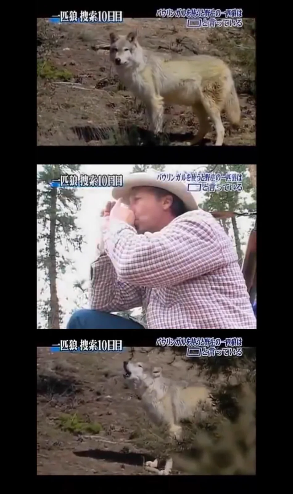 トリビアの泉！一匹狼がなんと言ってるかをバウリンガルで解析してみた！！！