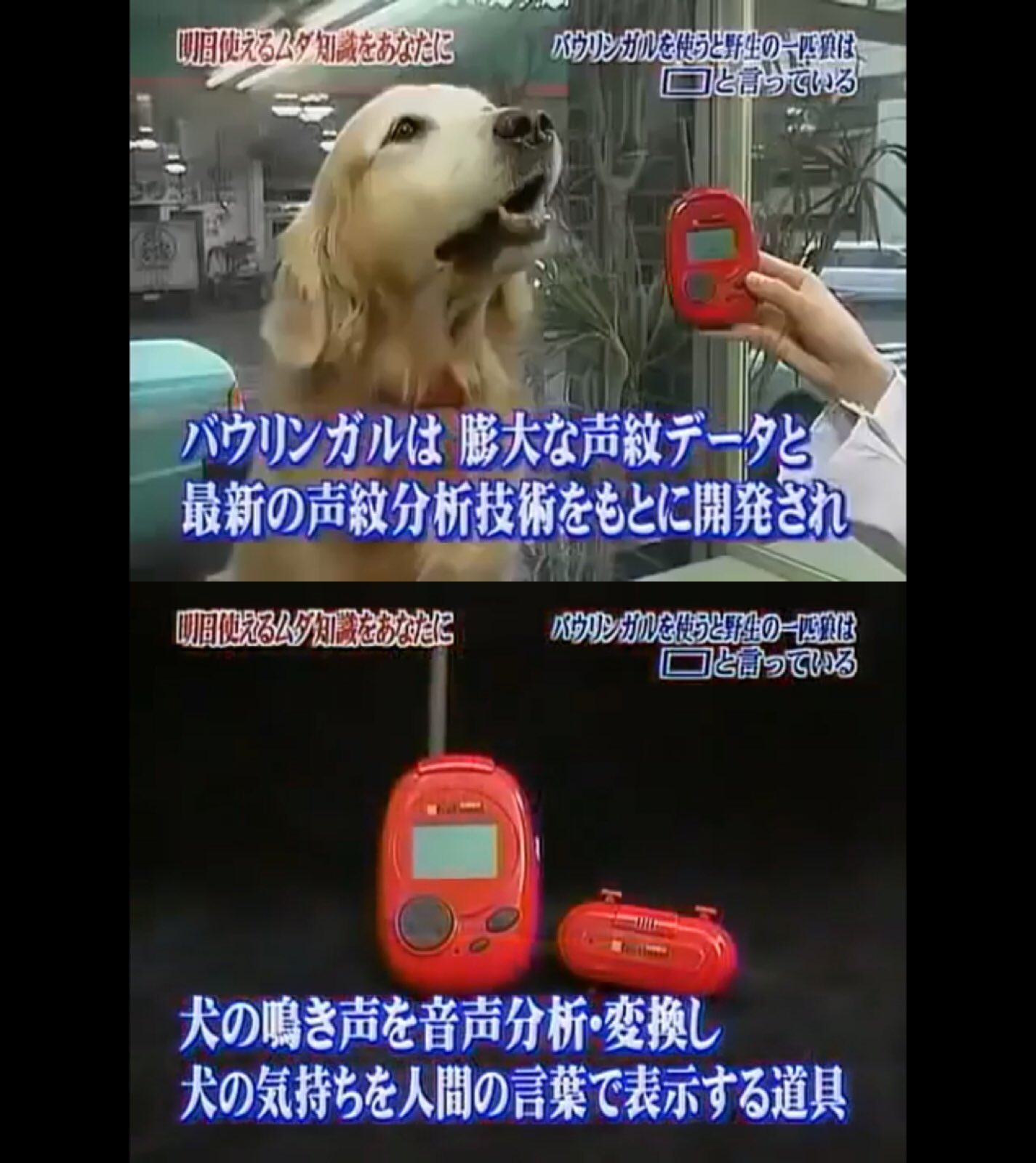 松吉 Noroshiem そうなんですよ 群れからはぐれた狼が仲間の声を聞いて発する声がこれって 今見ても泣きそうになってます Twitter