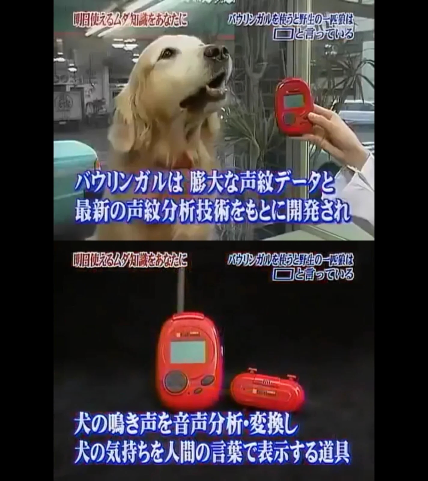 トリビアの泉！一匹狼がなんと言ってるかをバウリンガルで解析してみた！！！