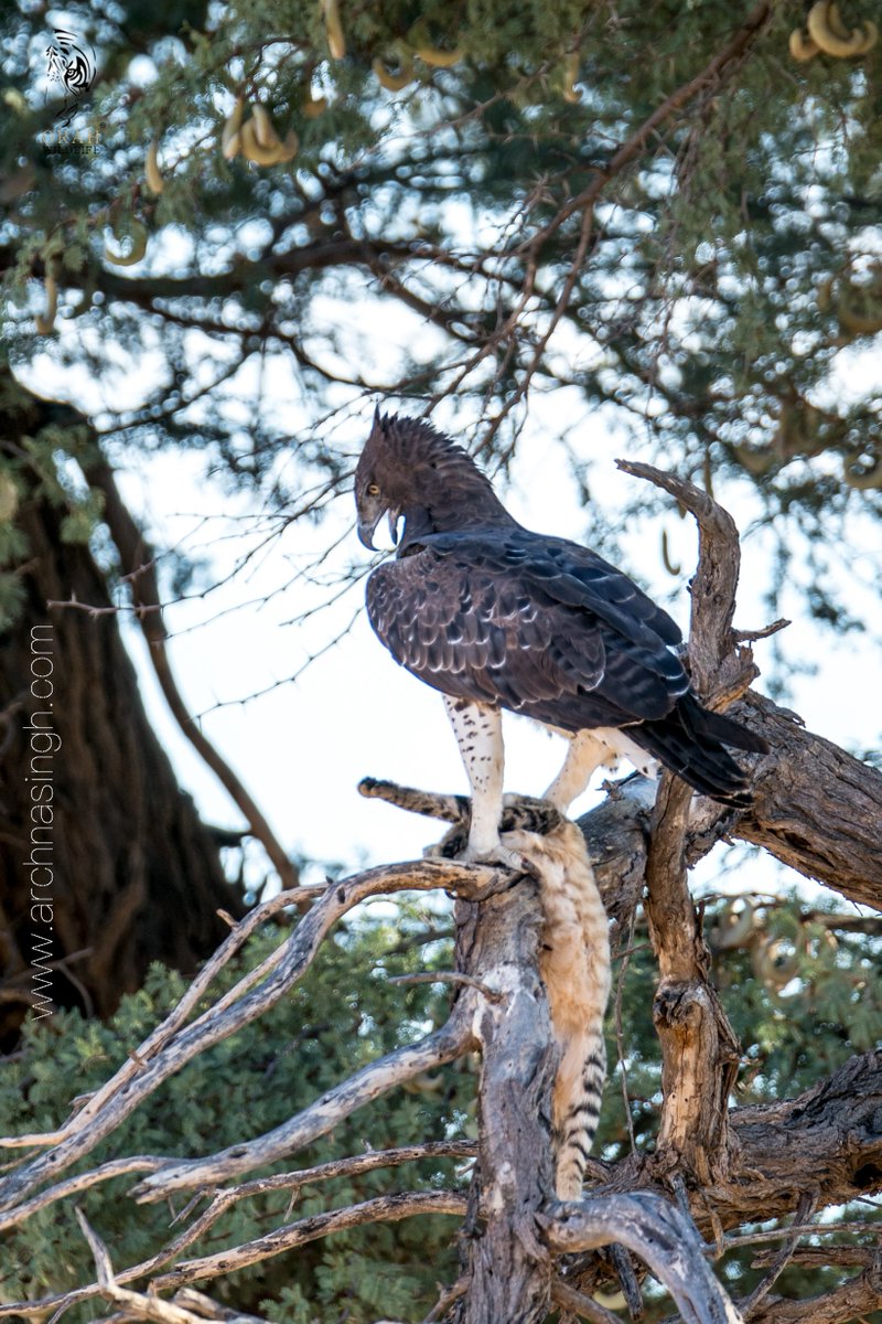 African Martial Eagle with a wild cat kill, Kgalagadi Transfrontier National Park, South Africa, April 2019
