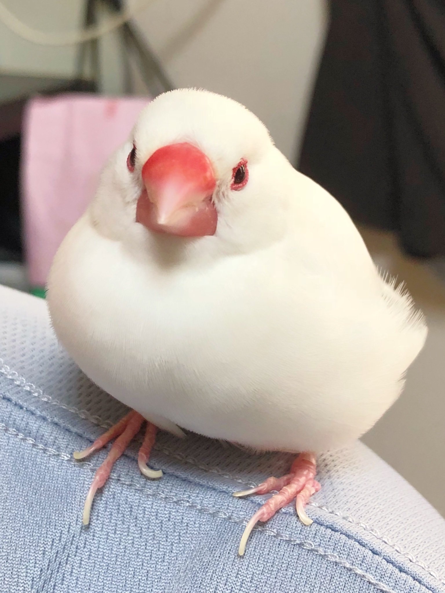 超熟 私の肩にも乗ってほすぃ っ 文鳥 白文鳥 可愛い もふもふモフモフ ふわふわ もふもふ T Co Ozsghxiwsj Twitter