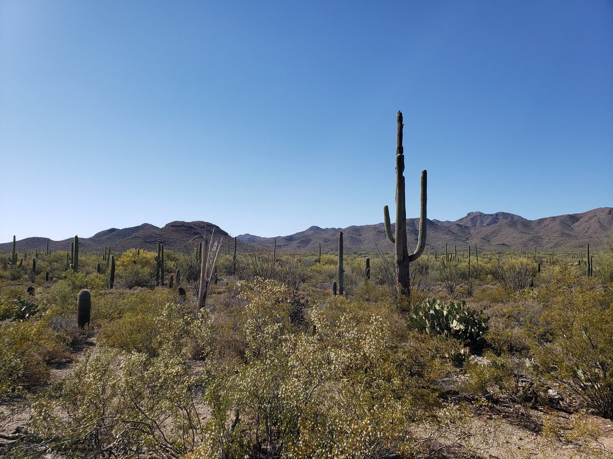 quecelis's tweet image. 6 O'clock finallly cooling down.#saguaro #tucson