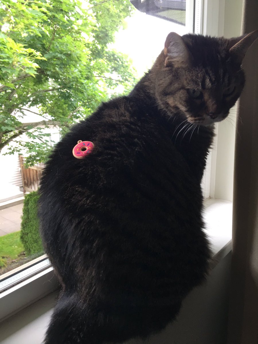 momocakeez's tweet photo. What’s on my back? #cat #choppercat #cutecat #meow #donut https://t.co/g6RcJM5gOd