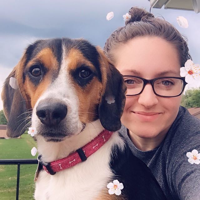 bri0039's tweet photo. Love my pup ❤️🐶#beagle #puppy #adoptdontshop https://t.co/w96cUZmXsZ https://t.co/eOT3npevj2