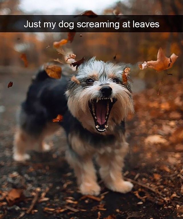 Just my dog #screaming at #leaves. #barkingdog #screamingdog bit.ly/2K3Osus