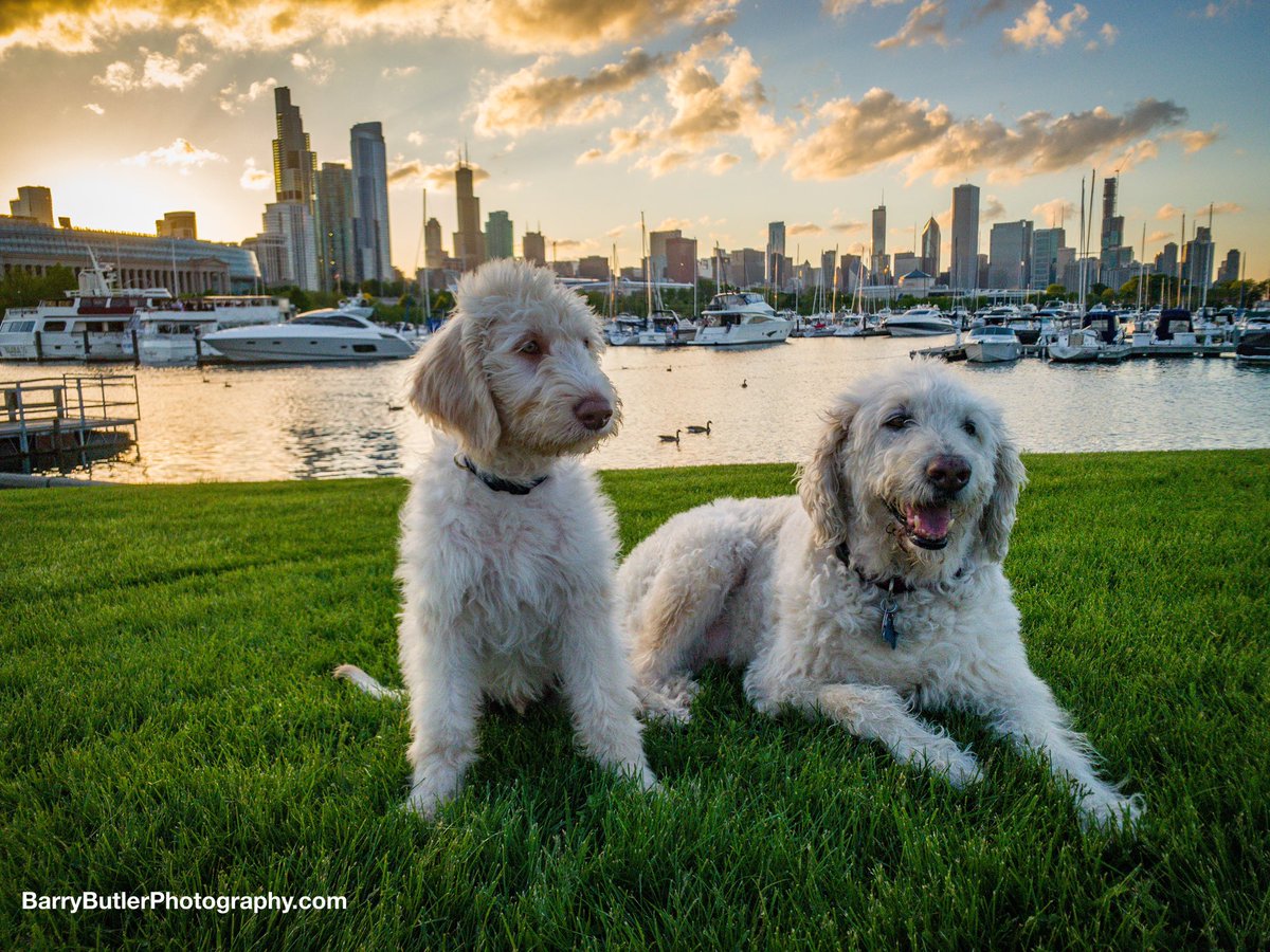 barrybutler9's tweet photo. Saturday evening with the Butler boys, Tuskar and Ajax #chicago #sunset #ilwx #weather #news #dogs #labradoodles https://t.co/ebjs0Gj8VH
