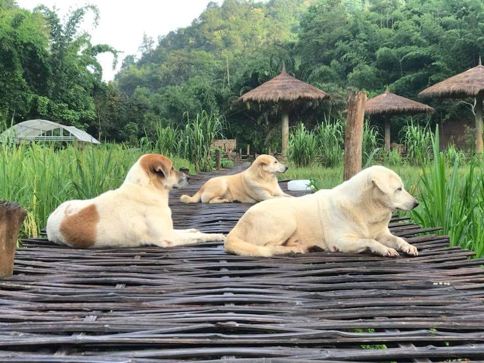 CMPopulartour's tweet photo. Camping with lovely guardians! #chiangmai #chiangmaithailand #chiangmaipopulartour #chiangmaiguide #chiangmaitour #northofthailand #thailand #thailandtour #thailifestyle #southeastasia
#lovetravel #travelislife #travelrepost #amazingtour #wonderfulplace #bestplacetogo # https://t.co/nY6q0AlSQ0