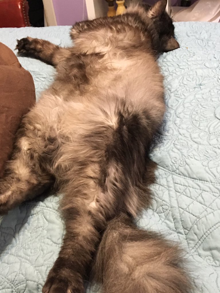 RaeHarkness's tweet photo. @basepaws @basepaws my kitty is too tired to celebrate #Caturday https://t.co/ndqNumhBTc