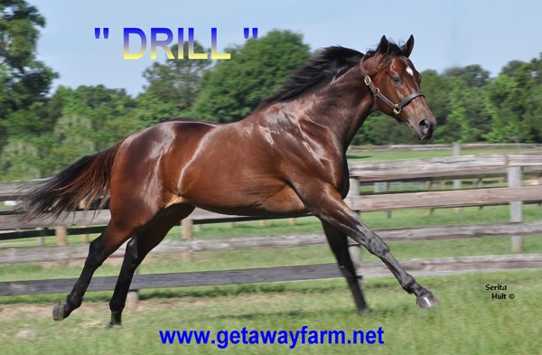 Get_AwayFarm's tweet photo. Winner by 16 lengths! Another by 10! And another by 8! Drill's babies know how to dominate! https://t.co/6xZLG18WHK #GoDrill https://t.co/tCXt6e6Wuj