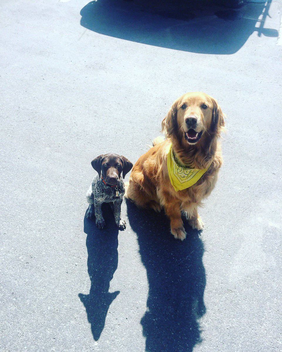 TahoeGetaways's tweet photo. Two of our favorite team members out in the field prepping homes for our guests! Meet Pepper and Ginger 🐾. #tahoedogs #getaway #tahoevacation https://t.co/m1jY4xiHjx