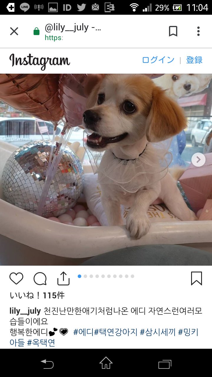 かおり T Co Hsddfvxasd インスタグラム訳 天真爛漫な赤ちゃんのように出てきたエディ 自然な色んな姿です 幸せなエディ エディ テギョン子犬 三色ごはん ミンキ息子 オクテギョン T Co N2j8qtfgln Twitter