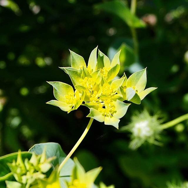 美しい花の画像 75 ブプレリウム 花 言葉