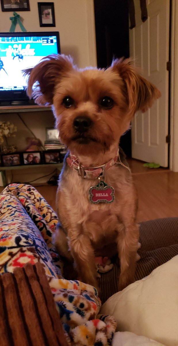 Living on <a href="/TheYorkieTimes/">The Yorkie Times</a>