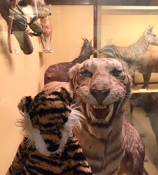 CourtenayTigers's tweet photo. Got my DNA tested by @Ancestry #TigerEdition and it led me to the @FieldMuseum!

After a tearful reunion, my Great-Grandpappy obliged me with a cheesy smile..🐯💖🐯

#FamilyTree🐾🌳🐾#AncestralTigers https://t.co/3fZik1kraJ