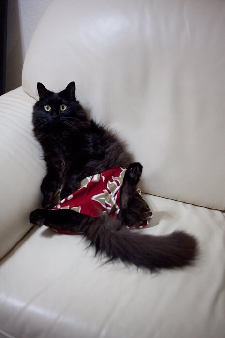 しんコロ しゃべるねこ しおちゃん 別角度からカゴ入りしおちゃん
