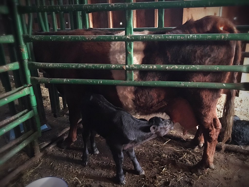chuiko2's tweet photo. Well, Milkshake finally calved. Already put her to work on an orphan twin. But, WTF? A plain, black calf?? How do you get a plain black calf out of this gem that was bred to speckle park. #disapointed #aboutdamntime #milkfordays https://t.co/0JMLVMmKuG