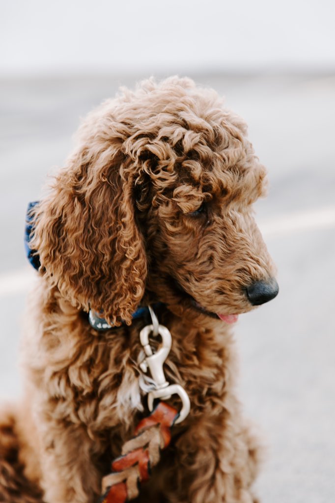 caro_dono's tweet photo. three weeks in and he finally has a name 👏🏼 meet Charley // the sweetest pup on the block https://t.co/5unSZdCFdA