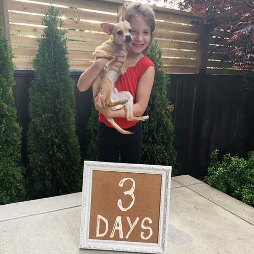 DivingBC's tweet photo. Three days! 3 days until voting begins on @STORYHIVE to get Beneath the Surface made. Also, how cute are our mascots, Sloan and Casper?! #TheseCuties #DivingBC #Diving https://t.co/5PlLD9p3Fz