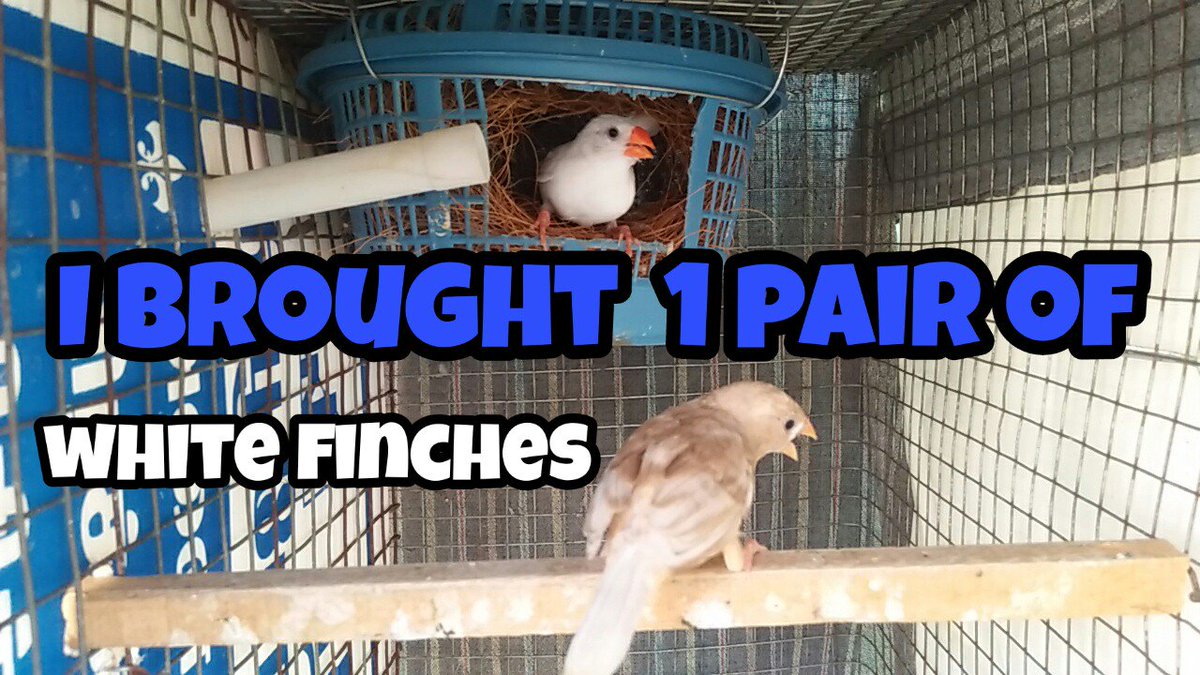 BirdsGnk's tweet photo. I bought 1pair of white finches video my experience on this pair #YouTube like share subscribe to our channel #gnkbirdsworld https://t.co/h6yQNJqUaQ