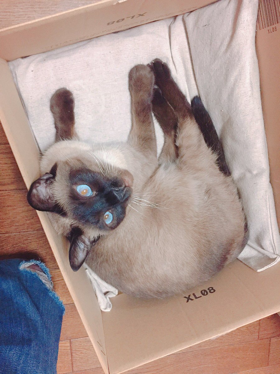 のべ子 シャム猫あずきさん グロ画像トレンド入りかーそんなものよりあずきさんのウルトラかわいい特集をリツイートしたほうが世の中が幸せになるのでリツイートするべきです