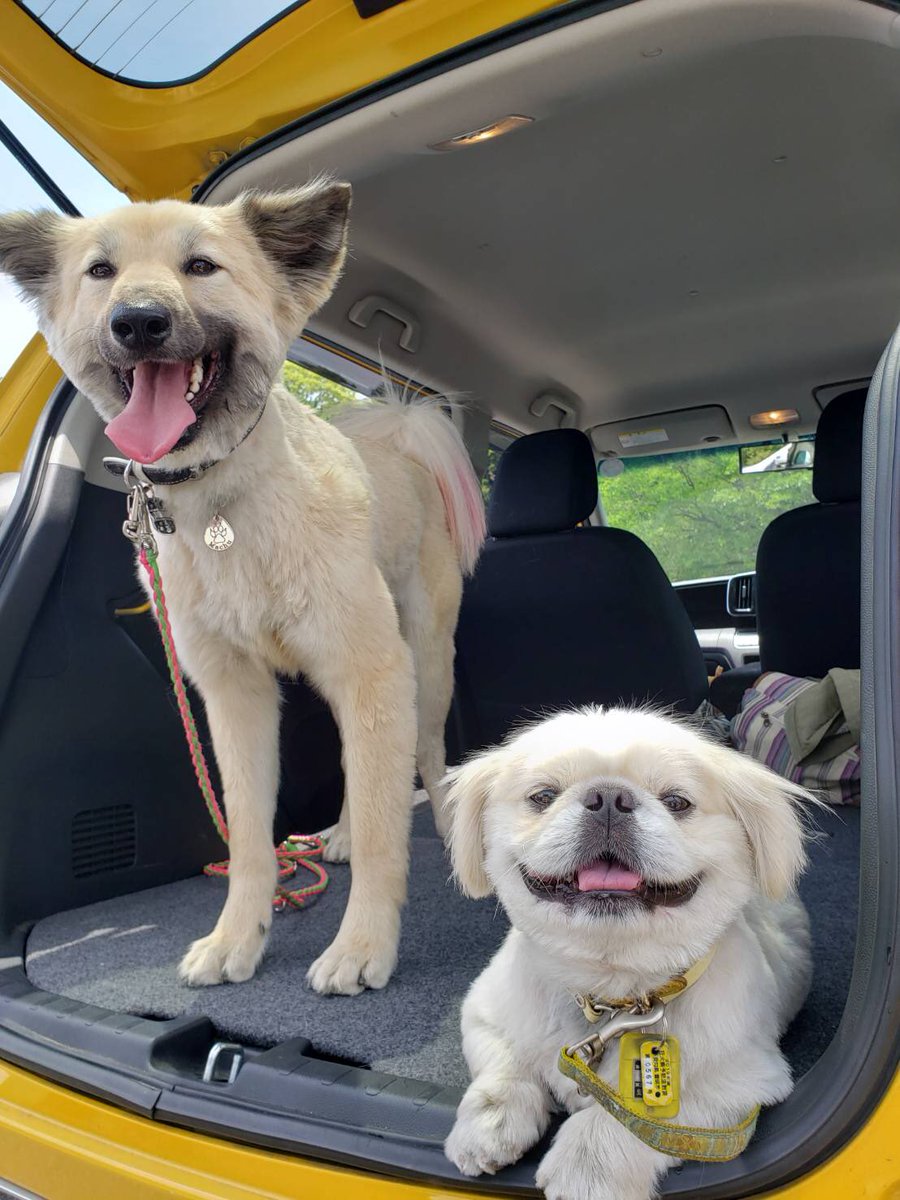 獅子丸😆野犬のおやぶん！！ (@440trainer) / Posts / X