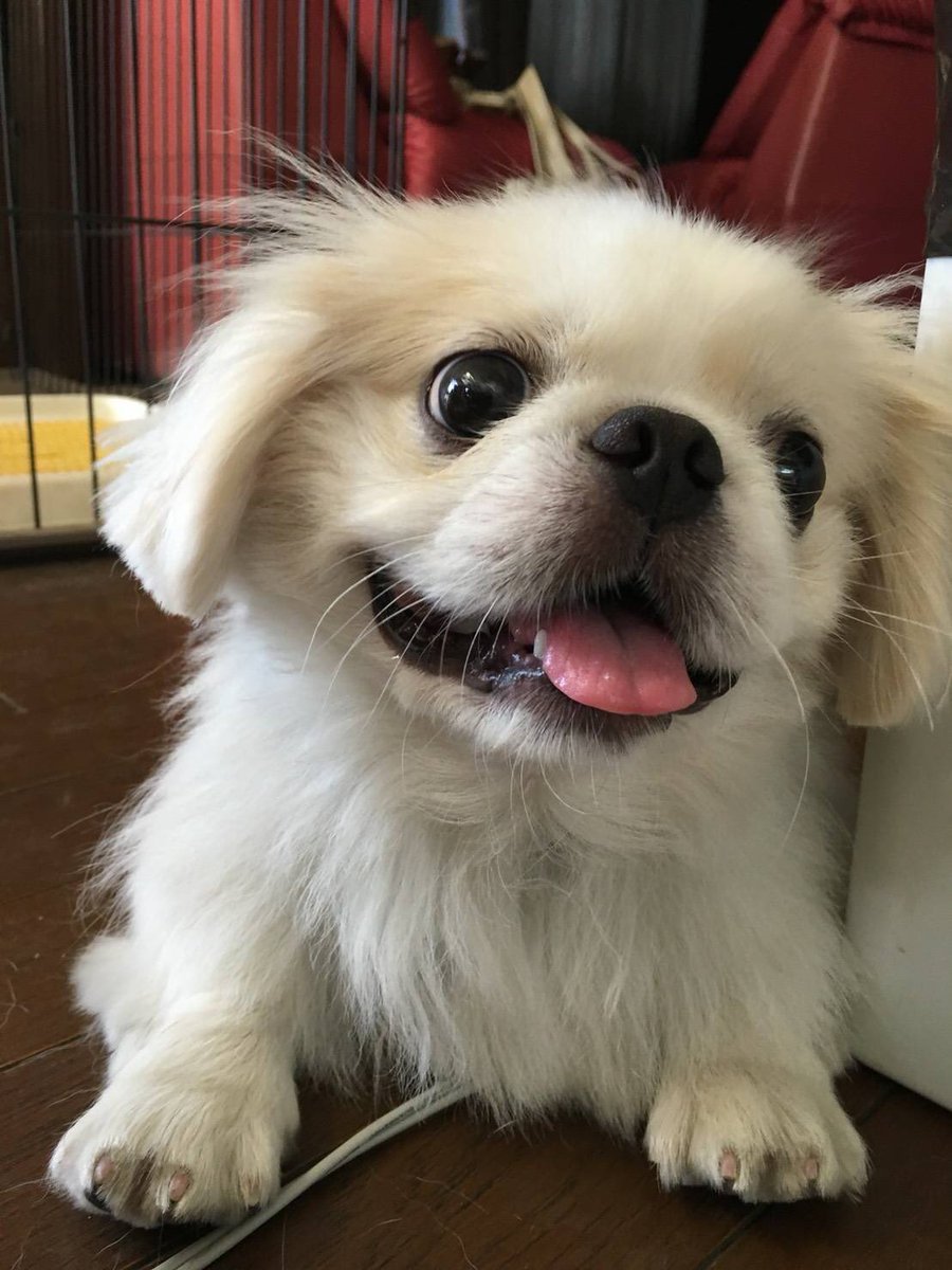 獅子丸😆野犬のおやぶん！！ (@440trainer) / Posts / X