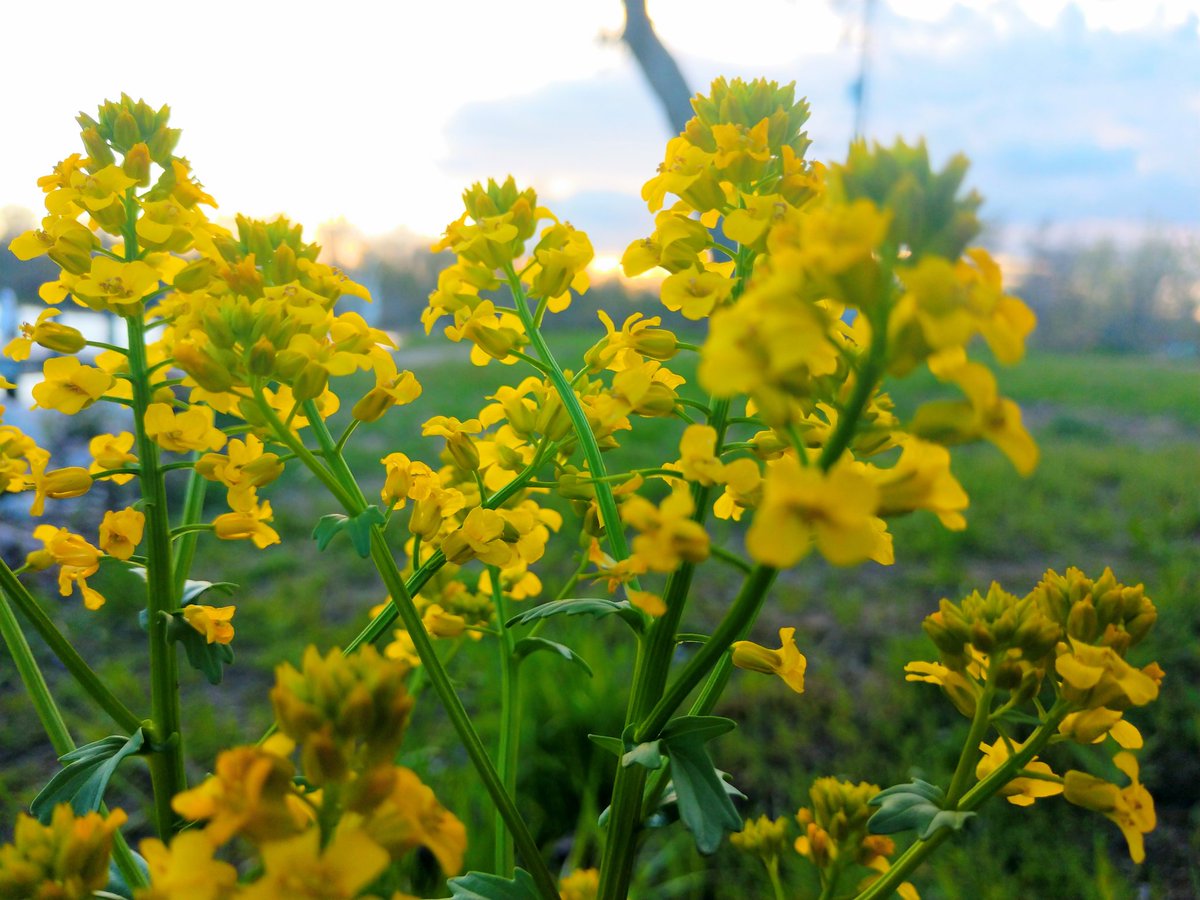 Rissa1013's tweet photo. Appreciate the little things. #photography #NaturePhotography #Flowers https://t.co/lmTAx57yFH
