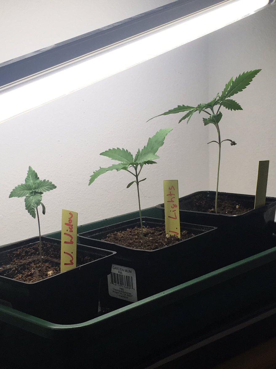 weedcult's tweet photo. Bruce Banner is a beast. I cannot believe how fast it is growing. https://t.co/MAOdJx9OG4