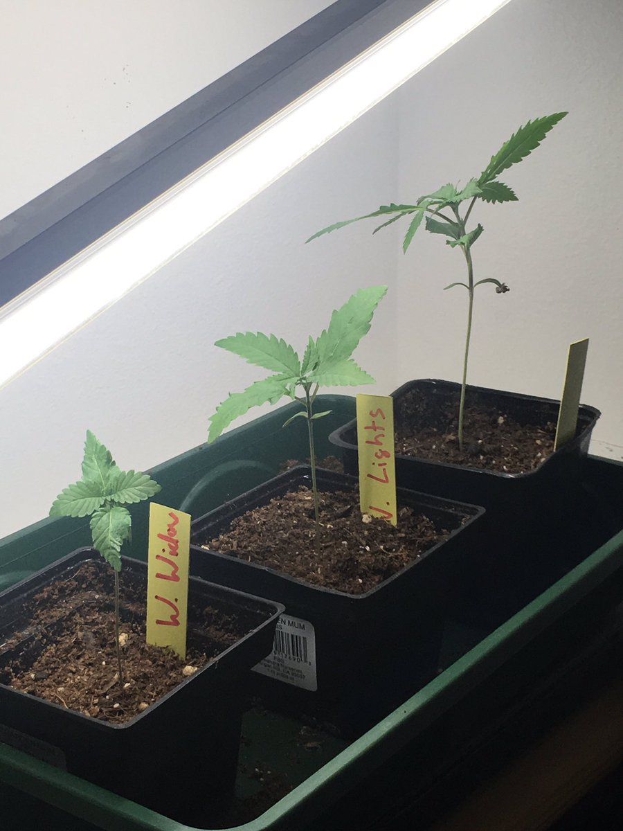 weedcult's tweet photo. Bruce Banner is a beast. I cannot believe how fast it is growing. https://t.co/MAOdJx9OG4