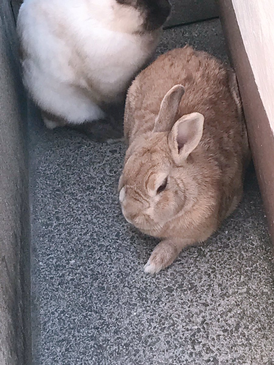 イングランドの丘 動物スタッフ 公式 うさぎの換毛 中は古い毛と新しい毛の境目にラインが出来るので 眉毛 ができるのは割とあるあるですが 換毛ラインのせいでここまで顔がしわしわに見えてしまうのは珍しいかも X うさぎ ぽっち