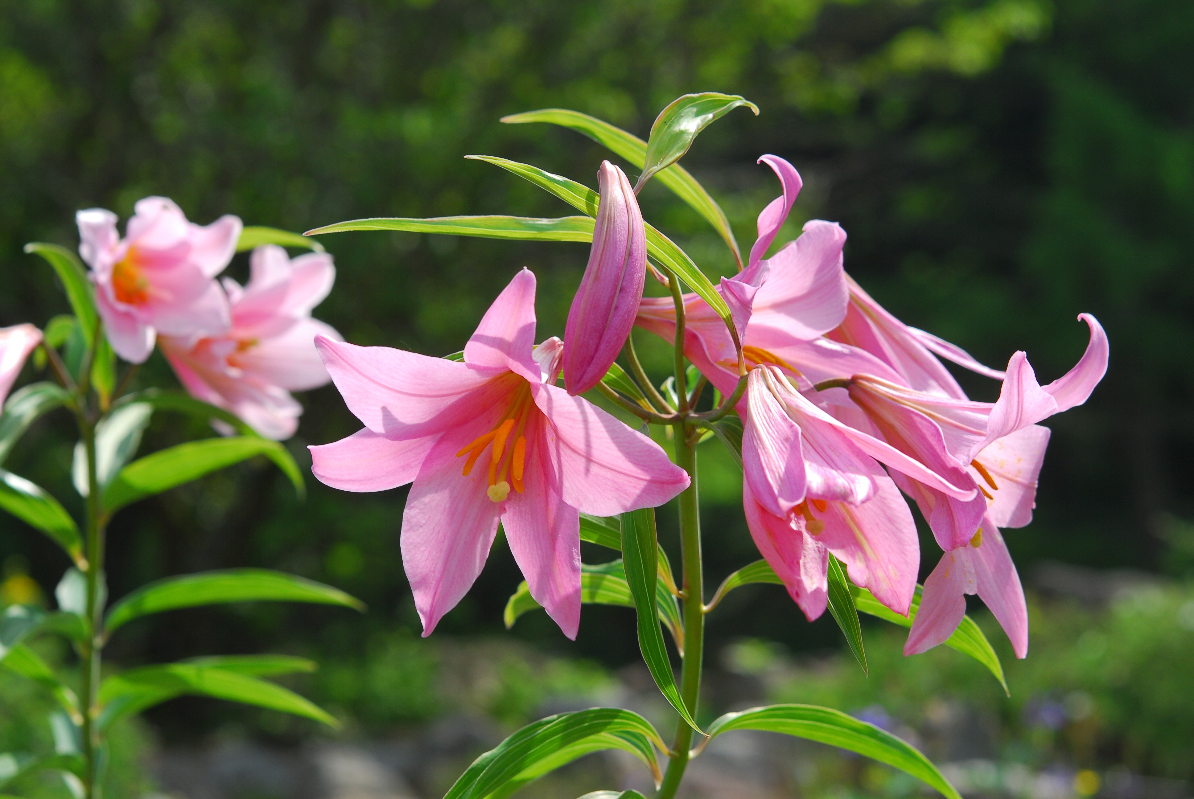 六甲高山植物園 ヒメサユリ の花が見頃です 山地帯から亜高山帯の草地や高原などに生えるユリ 日本にしかない日本固有植物 オトメユリ とも呼ばれ かわいい桃色の花を咲かせます ロックガーデンにて T Co V1iwlwkqdz Twitter