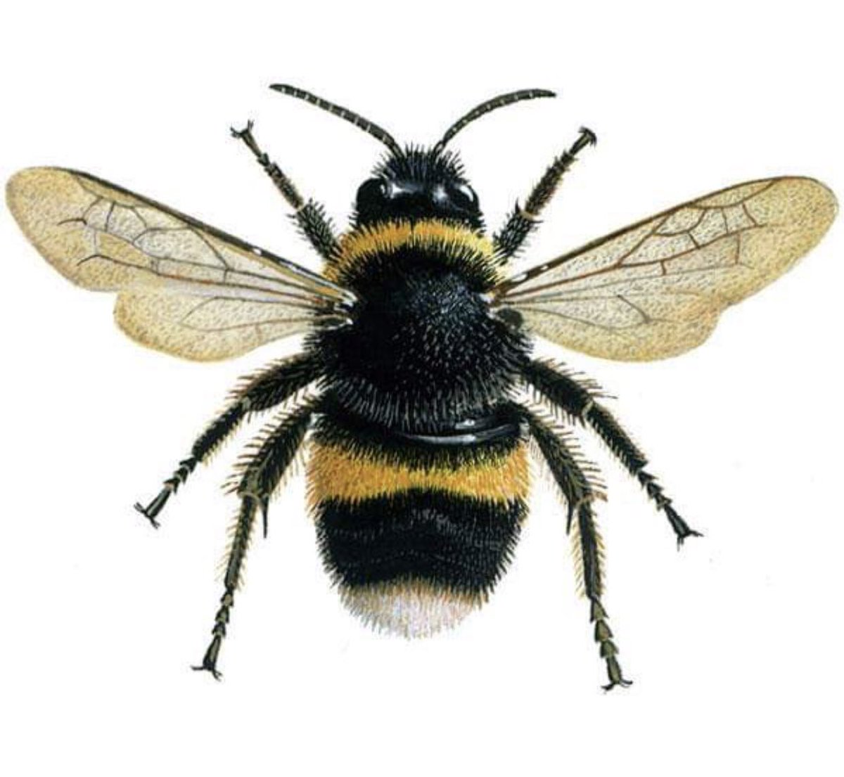 DanAlluf's tweet image. Today embarking a new challenge under the #IIAP. Generating pollination solutions. We are heading to Himachal Pradesh to learn about 🇮🇳 research &amp;amp; share 🇮🇱 knowledge on Bombus. using  this insect in greenhouse tomato 🍅 Will increase 20% more yield because of its buzz pollination