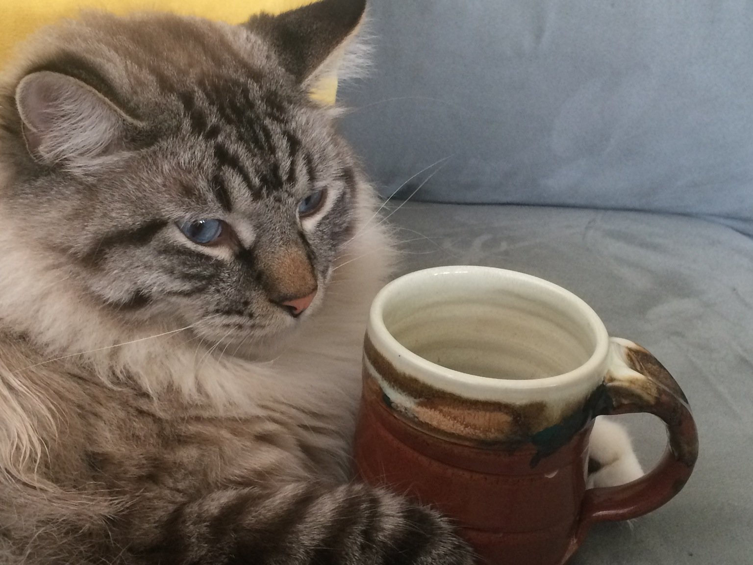 Кот с чашечкой кофе