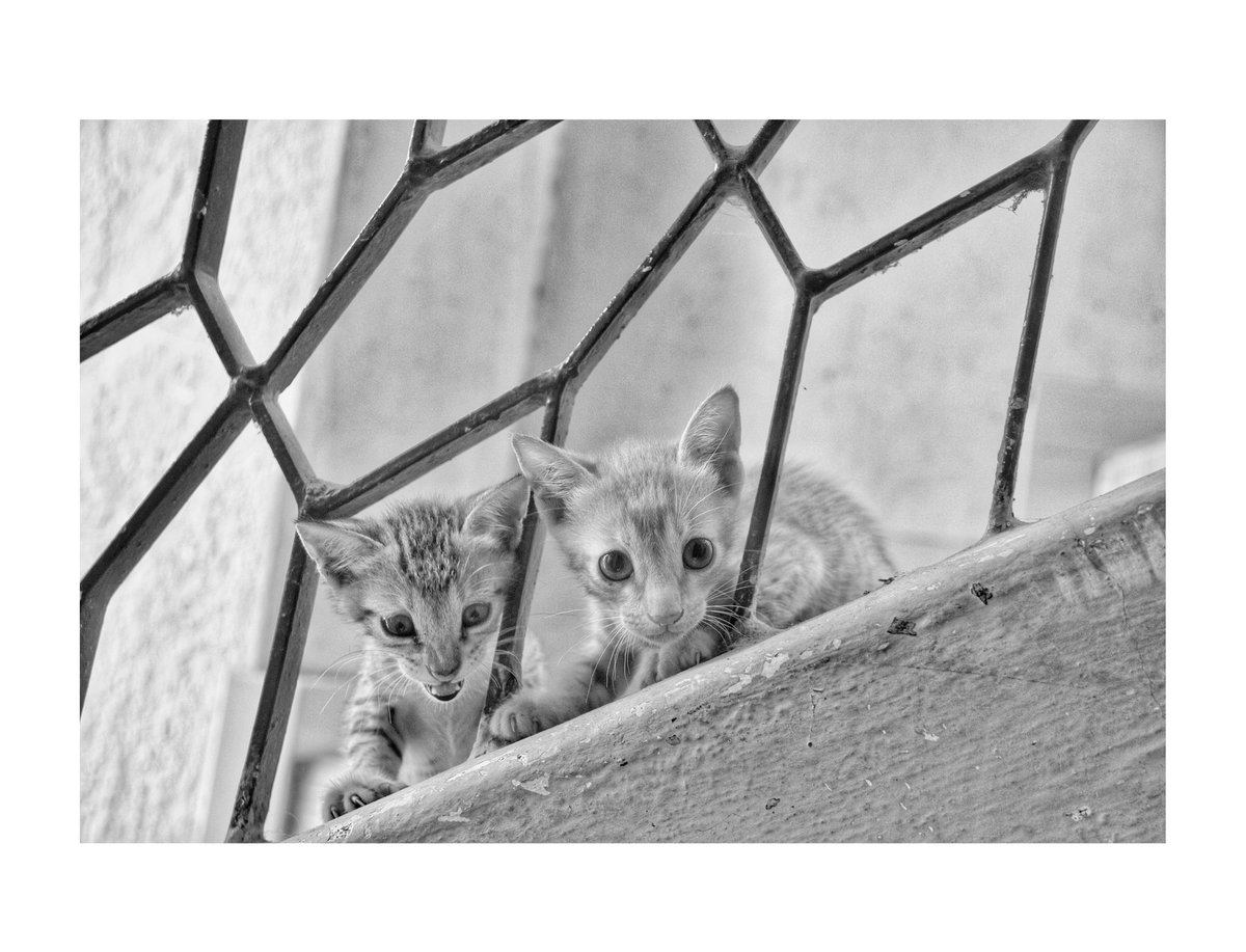 GalleryMukil's tweet photo. Happy Sunday folks..
.
.
.
.
@Cats @catsofinstagram #SundayMorning #CatsOfTwitter #cats #Caturday #AddCatsToFilms #cat https://t.co/5iF566ltFb