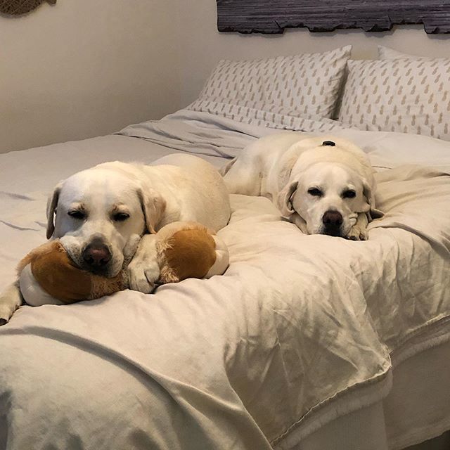 haoleboysurfs's tweet photo. Ready for bed 🙌🏻 The pawrents can sleep in ours tonight 😁 Night Night #pushingourluck #momisasucker https://t.co/M5SAVYu3Uc https://t.co/xQ6ckVQQGw