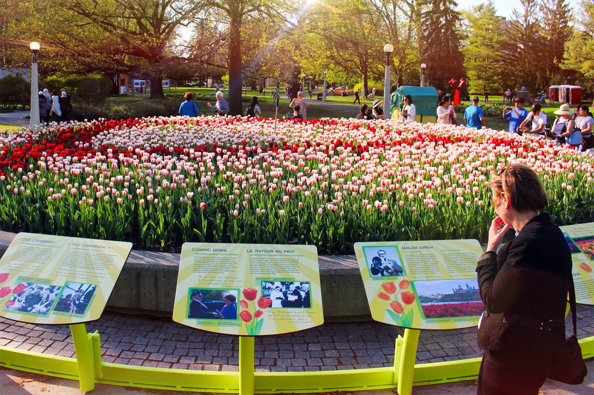 mayank_patel178's tweet image. Ottawa Tulip Festival
Place: Commissioners Park, Ottawa
#MyOttawa #OttawainBloom19
