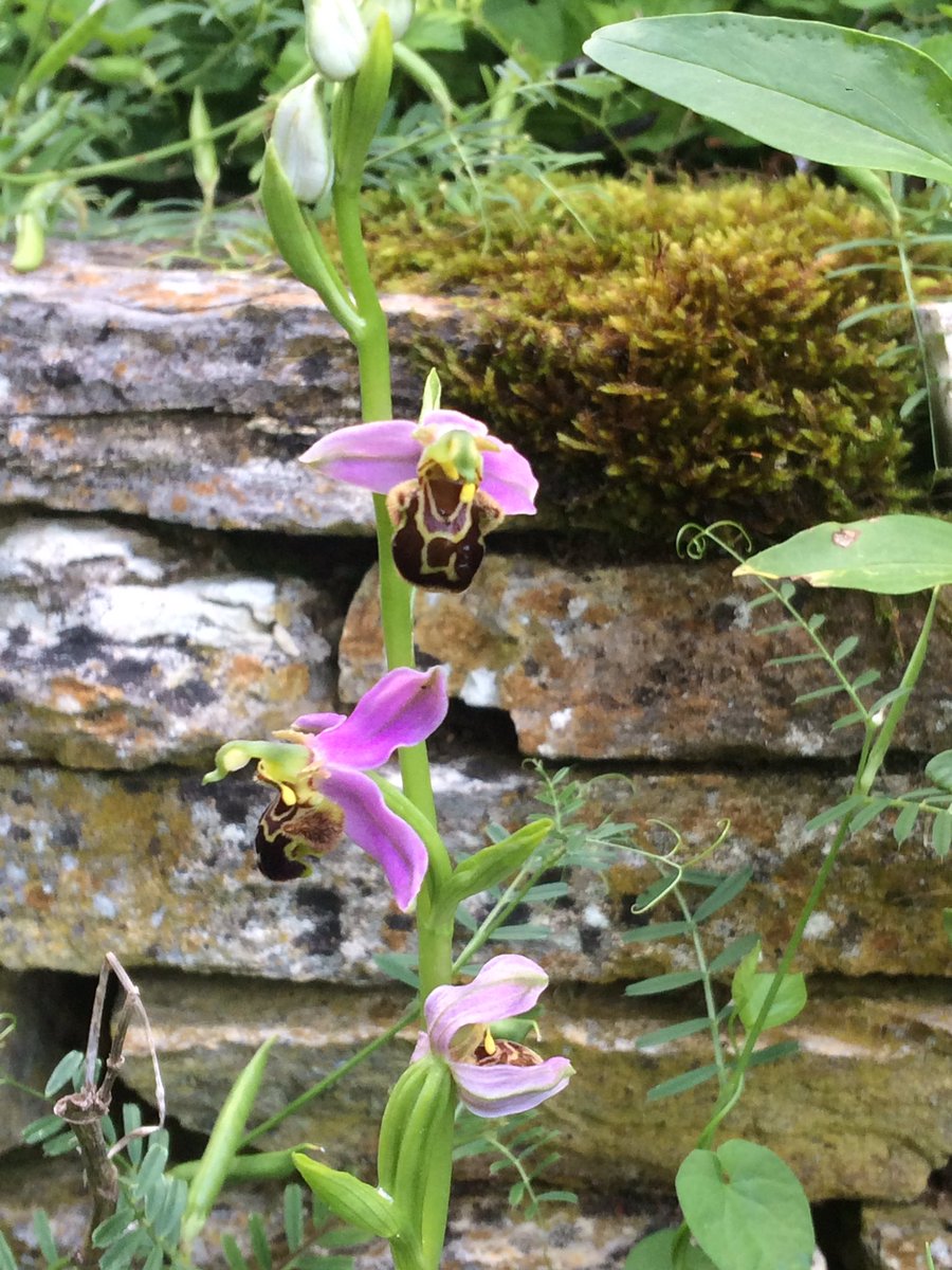 JLHemptinne's tweet photo. #Ophris apifera #Orchidaceae indigène en fleur dans le #Lauragais . Mon ex-pelouse en est émaillée; les #insectes ont fecondé la fleur du bas. #biodiversité au jardin ? Dead easy! Arrêter de tondre. https://t.co/HB92jmUV3f