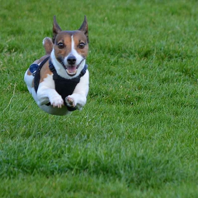 jacko_cfc's tweet photo. 4 years ago my brother took the best photo of my dog.
#HoverDog #Tug https://t.co/N40vye3RPz