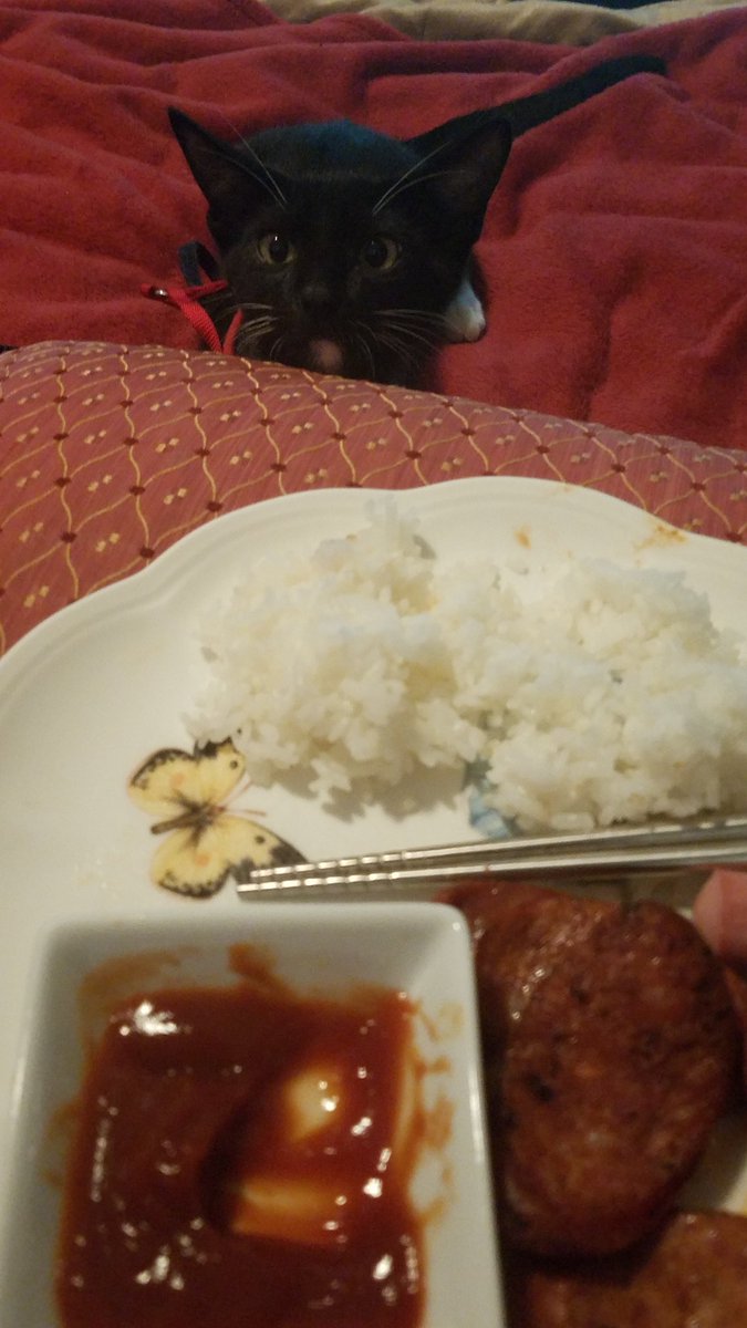 cosplaykitty808's tweet image. PLEASE, MOMMY!!!!!!!!!! #kittensofinstagram #sharewithme #beggingforfood #pleasemommy